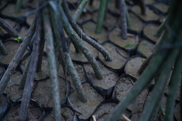 Fototapeta na wymiar Mangrove seeds, young mangrove in the field. The natural beauty of the mangrove forest