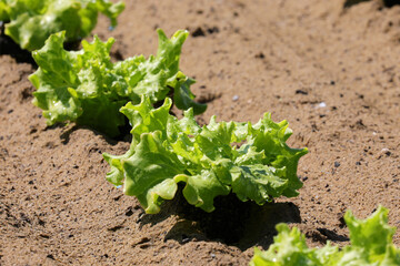 Heads of green lettuce grown in the field with sandy soil to drain the water
