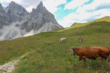Fototapeta na wymiar cow grazing in a high mountain meadow