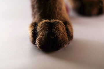 Macro shot of cat paws