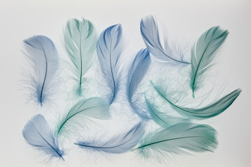 blue and green feathers on white backgreound