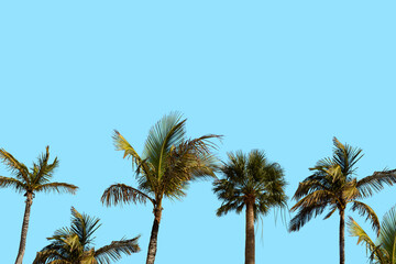 Fototapeta na wymiar Palm Trees Vintage - clear summer skies