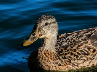 female mallardduck on the water