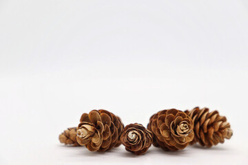 Tiny pine cones on a white background