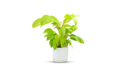 ornamental plants in white pots on a white background clipping path.