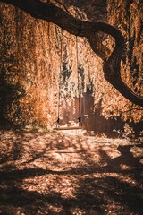 Vertical shot of a swing hanging from a tree near a river