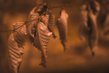 Closeup shot of dried autumn leaves
