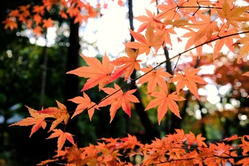 秋，紅葉，京都，日本，風景,，旅行， 建築，自然，木，背景，黄色，庭,，光，観光スポット