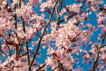 A beautiful branch of Sakura, Prunus serrulate tree with pink and white leaves in spring