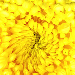 yellow chrysanthemum background