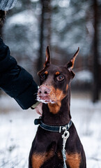 portrait of a black dog