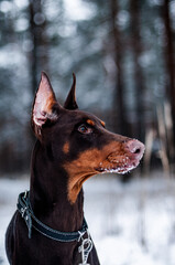 portrait of a dog