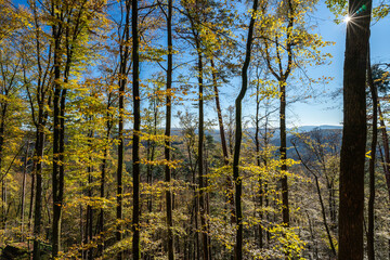 Pfälzer Herbstwald im Wasgau