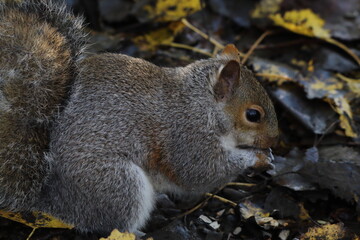 A stunning portrait image of a grey squirrel eating a nut in the forest. This photo was taken at a nature reserve in Preston, England.