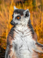 lemur, generally, any primitive primate except the tarsier; more specifically, any of the indigenous primates of Madagascar. In the broad sense, the term lemur applies not on