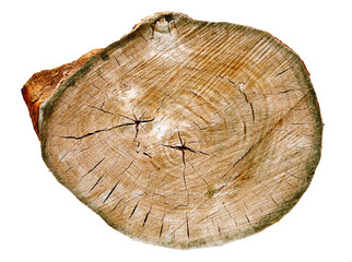 Cross section of tree trunk isolated