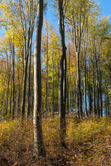 Obraz premium Herbstwald in der Pfalz