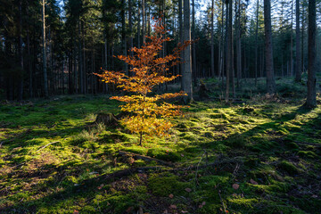 Herbstlicher Waldbaum im Sonnenlicht im Pfälzerwald