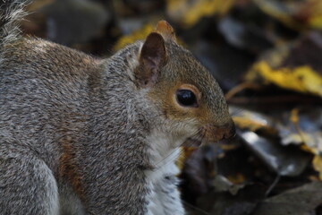 A grey squirrel in the forest. 