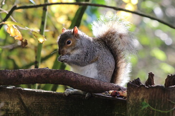 A stunning portrait image of a grey squirrel eating a nut in the forest. This photo was taken at a nature reserve in Preston, England.