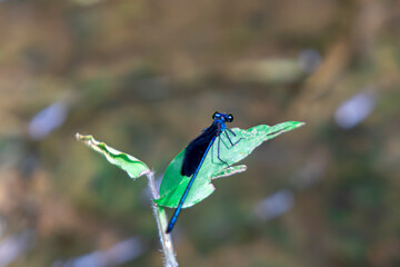 Insect resting on a green leaf in natural light. Captures fine details of wings and body, perfect for nature, macro, and wildlife themes.