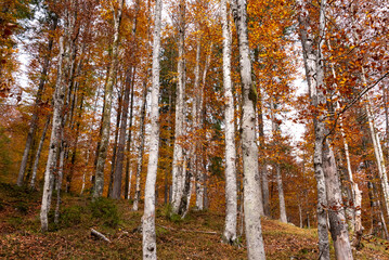 Hiking through the Vrata valley in autumn, Triglav National Park in Slovenia