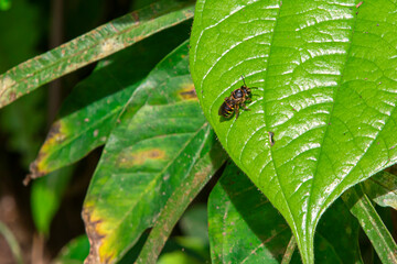 Insect resting on a green leaf in natural light. Captures fine details of wings and body, perfect for nature, macro, and wildlife themes.