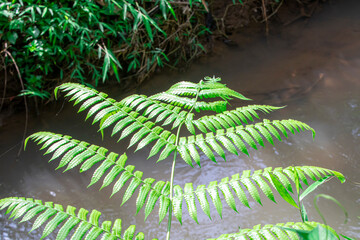 Lush wild fern leaves (Asplenium nidus) thriving in tropical forest. Grows in moist, shaded...
