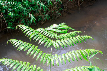 Lush wild fern leaves (Asplenium nidus) thriving in tropical forest. Grows in moist, shaded...