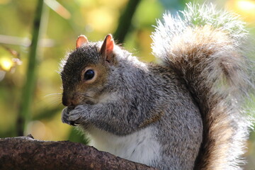 A stunning portrait image of a grey squirrel eating a nut in the forest. This photo was taken at a nature reserve in Preston, England.