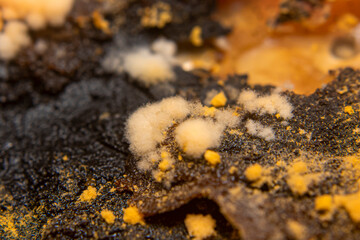 Corticium salmonicolor is a species of fungus that belongs to the family Corticiaceae. This fungus...