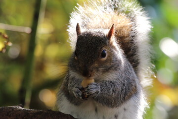 A grey squirrel in the forest. 