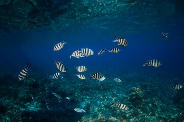 Underwater scene with stones and tropical fish. Snorkeling in ocean with school of fish