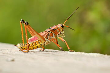 Zikade im Seitenprofil