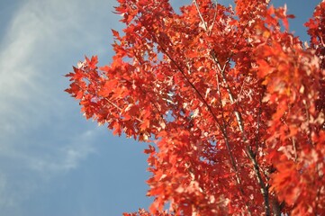 Low angle of tree leaves in autumn.
