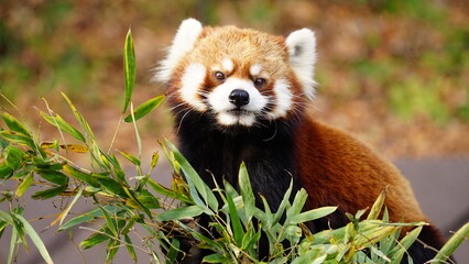 レッサーパンダ