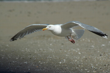 Fototapeta na wymiar Seagull sailing low over the North Sea beach.
