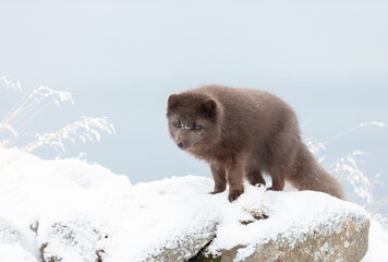 Close up of an Arctic fox standing in snow