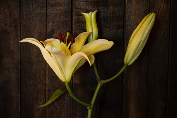 Lilly flowers on an old wooden background.