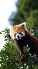 Fototapeta premium レッサーパンダ