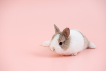 Beautiful rabbit isolated on pink background.