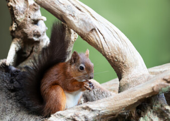 Close up of a Red squirrel sitting on a tree trunk