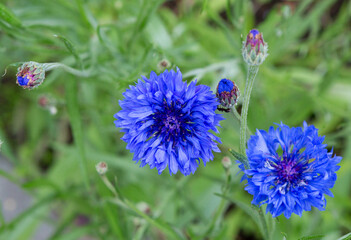 Blue cornflower flower
