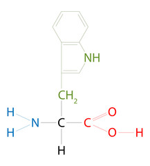The structure of Tryptophan. Tryptophan is an amino acid that has a side chain indole.