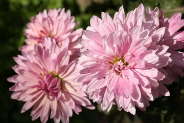 Fototapeta premium Beautiful pink chrysanthemum flowers growing outdoors, closeup