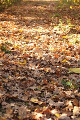 Obraz premium Pile of beautiful fallen leaves outdoors on sunny day