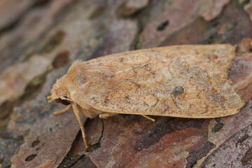 Closeup on the Brick owlet moth, Agrochola circellaris on wood