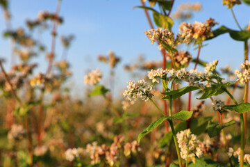 Beautiful blossoming buckwheat field on sunny day, closeup view