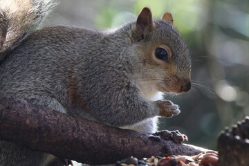 A stunning portrait image of a grey squirrel eating a nut in the forest. This photo was taken at a nature reserve in Preston, England.