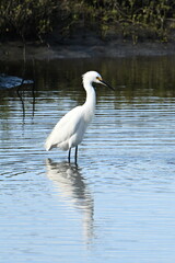 Snowy Egret posing while fishing